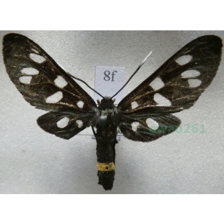 Amata phegea (Linnaeus, 1758) Oblaczek granatek Czech8f